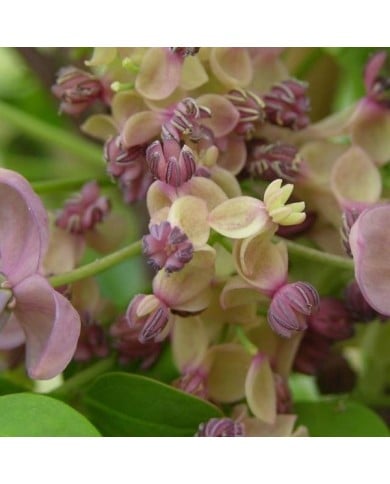 Akebie quinata Silver Bells