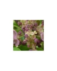 Akebie quinata Silver Bells