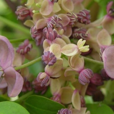 Akebie quinata Silver Bells