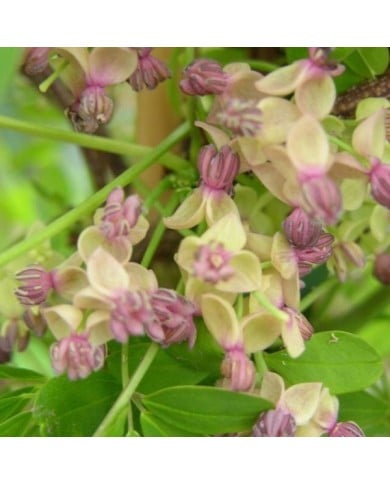 Akebie quinata Silver Bells