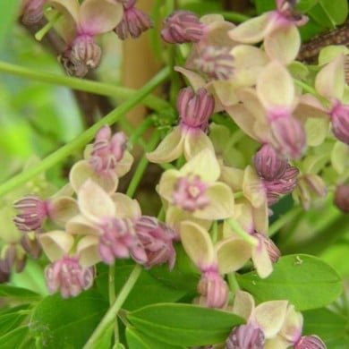 Akebie quinata Silver Bells