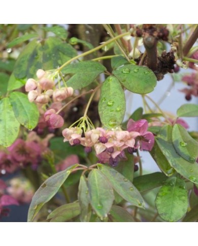 Akebie quinata Silver Bells