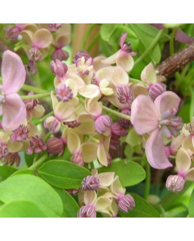 Akebie quinata Silver Bells