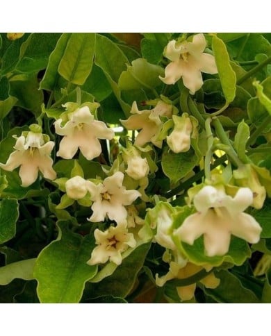 Araujia sericofera Alba