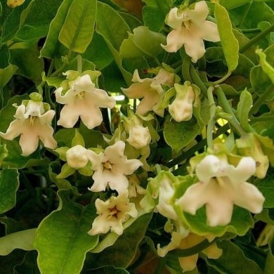 Araujia sericofera Alba