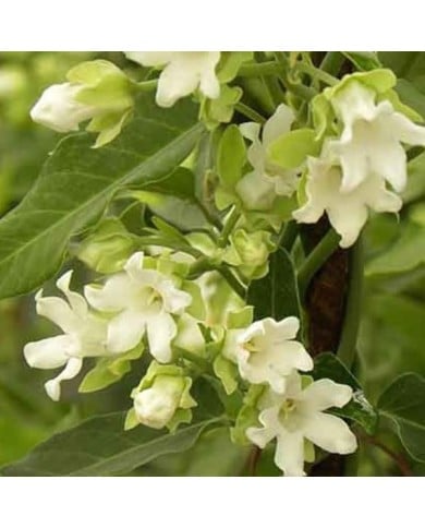 Araujia sericofera Alba