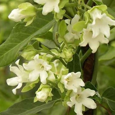 Araujia sericofera Alba