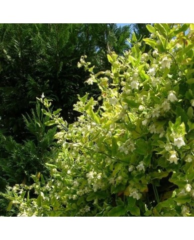 Araujia sericofera Alba