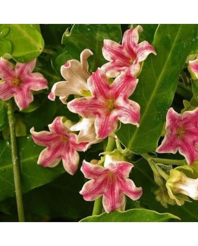 Araujia sericofera Rosea
