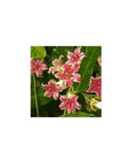 Araujia sericofera Rosea