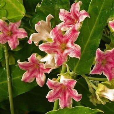 Araujia sericofera Rosea