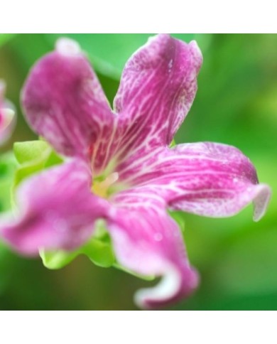 Araujia sericofera Rosea