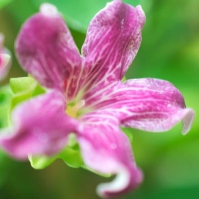 Araujia sericofera Rosea