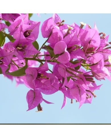 Bougainvillier Alexandra