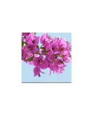 Bougainvillier Alexandra