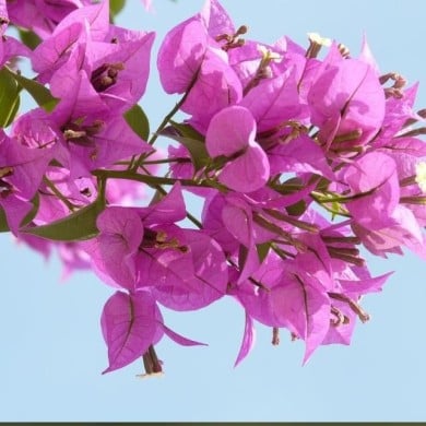 Bougainvillier Alexandra