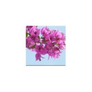 Bougainvillier Alexandra