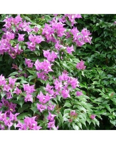 Bougainvillier Sanderiana