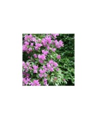 Bougainvillier Sanderiana