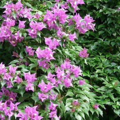 Bougainvillier Sanderiana