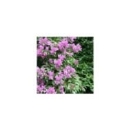 Bougainvillier Sanderiana