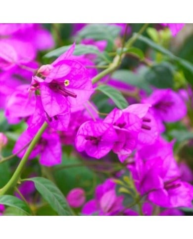 Bougainvillier Violet de Mèze