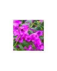 Bougainvillier Violet de Mèze