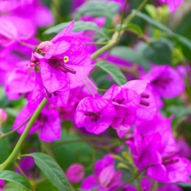 Bougainvillier Violet de Mèze