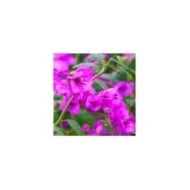 Bougainvillier Violet de Mèze