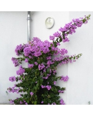 Bougainvillier Violet de Mèze