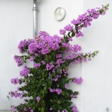 Bougainvillier Violet de Mèze