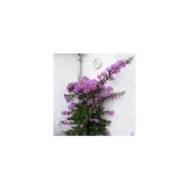 Bougainvillier Violet de Mèze