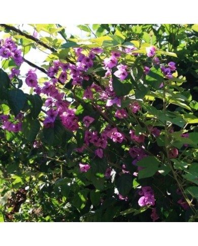 Bougainvillier Violet de Mèze