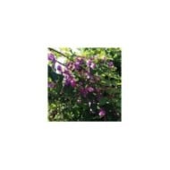 Bougainvillier Violet de Mèze