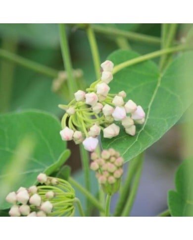 Dregea sinensis