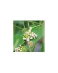 Dregea sinensis