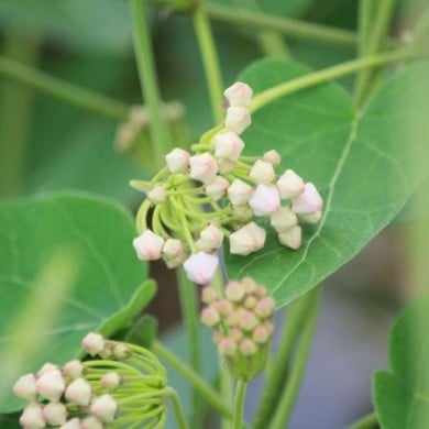 Dregea sinensis