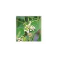 Dregea sinensis