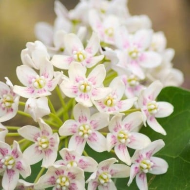 Dregea sinensis