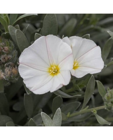 Convolvulus cneorum