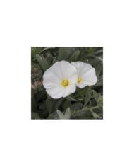 Convolvulus cneorum