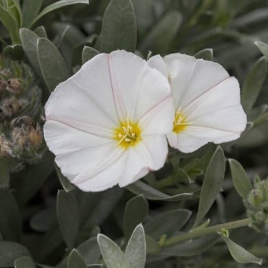 Convolvulus cneorum