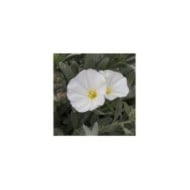 Convolvulus cneorum