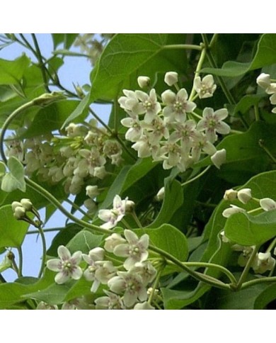 Dregea sinensis