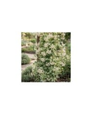 Dregea sinensis Variegata (Star Shower)