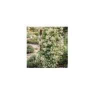 Dregea sinensis Variegata (Star Shower)