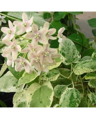 Dregea sinensis Variegata (Star Shower)