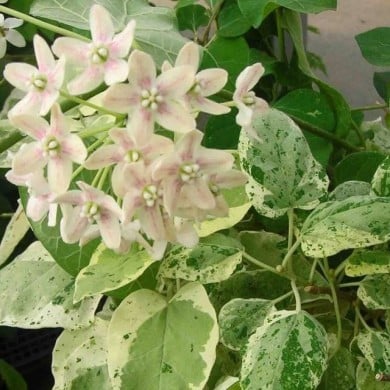 Dregea sinensis Variegata (Star Shower)