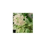 Dregea sinensis Variegata (Star Shower)