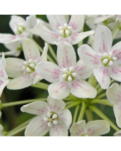 Dregea sinensis Variegata (Star Shower)